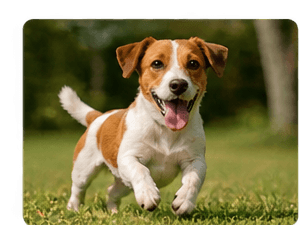 Exercícios que fortalecem o vínculo com seu pet