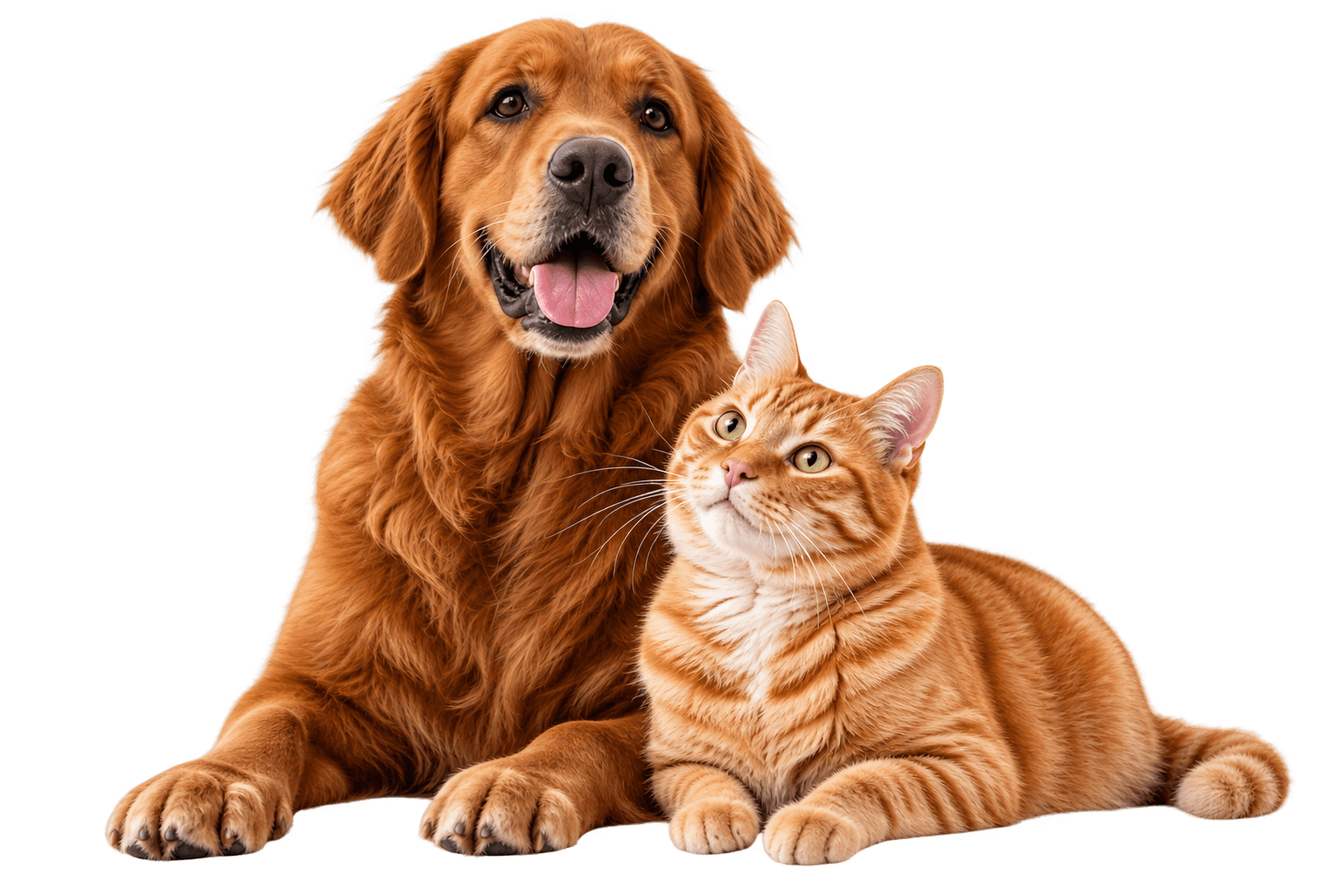 Cachorro e gato representando o Nutzen Club